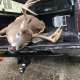 Turdy Point Buck photo by Tightlines17