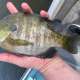 Eating bluegill photo by s.s esox