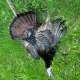 2023 Wisconsin turkey season photo by Rattle em up