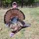 2024 Wisconsin turkey hunting photo by MightyHunter