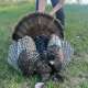 2024 Wisconsin turkey hunting photo by Del Roy