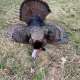 2024 Wisconsin turkey hunting photo by Smallie Chaser