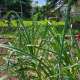 Vegetable Garden photo by Fishlovme