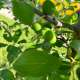 Vegetable Garden photo by Plmlk