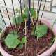 Vegetable Garden photo by Carpio