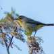 Birds photo by Bjreinke