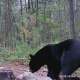 Wisconsin Bear Hunting photo by greenwaterwalleye