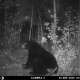 Wisconsin Bear Hunting photo by greenwaterwalleye