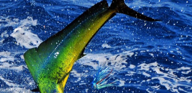 Business Card: Deep Water Charter LLC 2