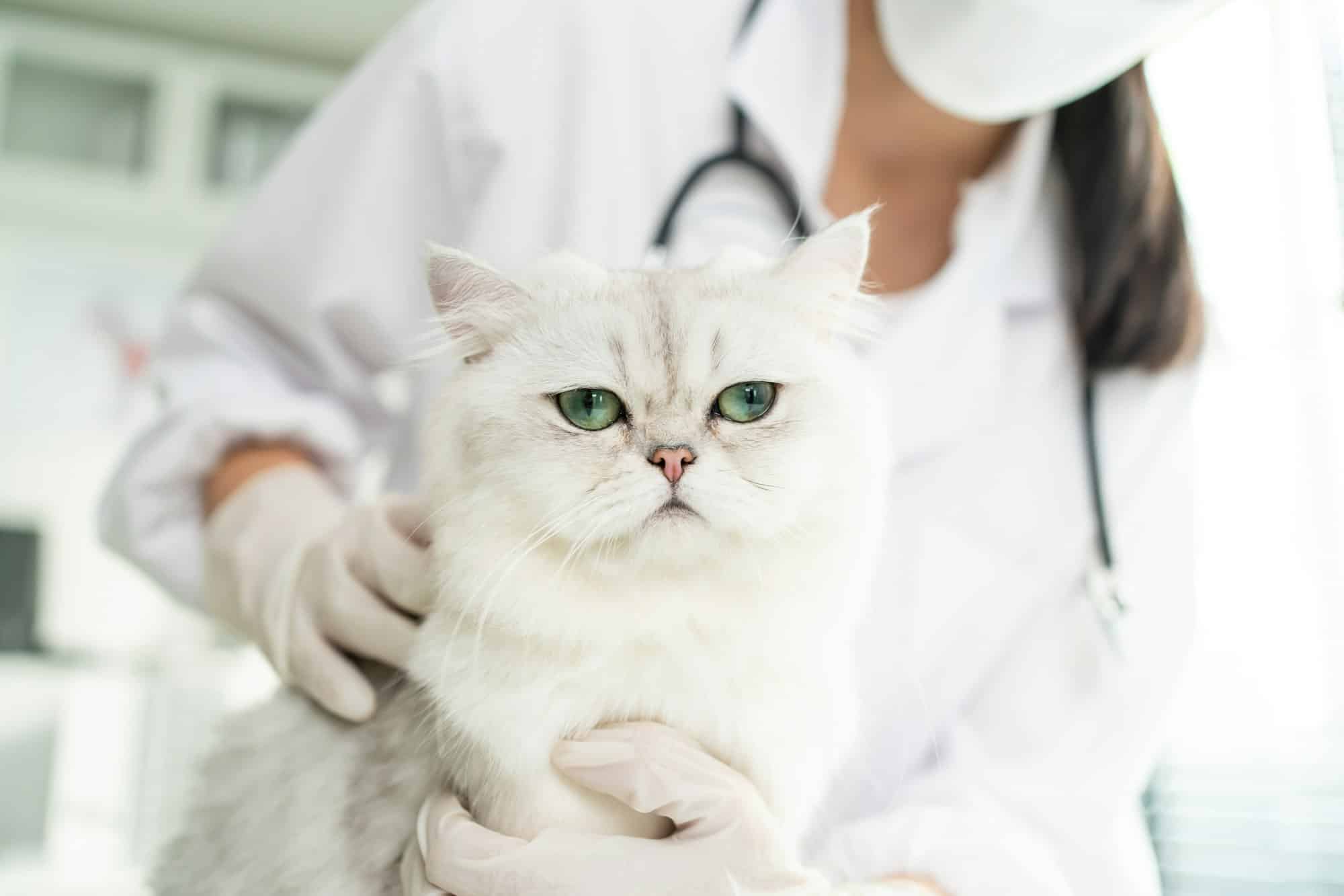 Creating Engaging Content for Your Veterinary Website: A Guide for Malaysian Pet Clinics