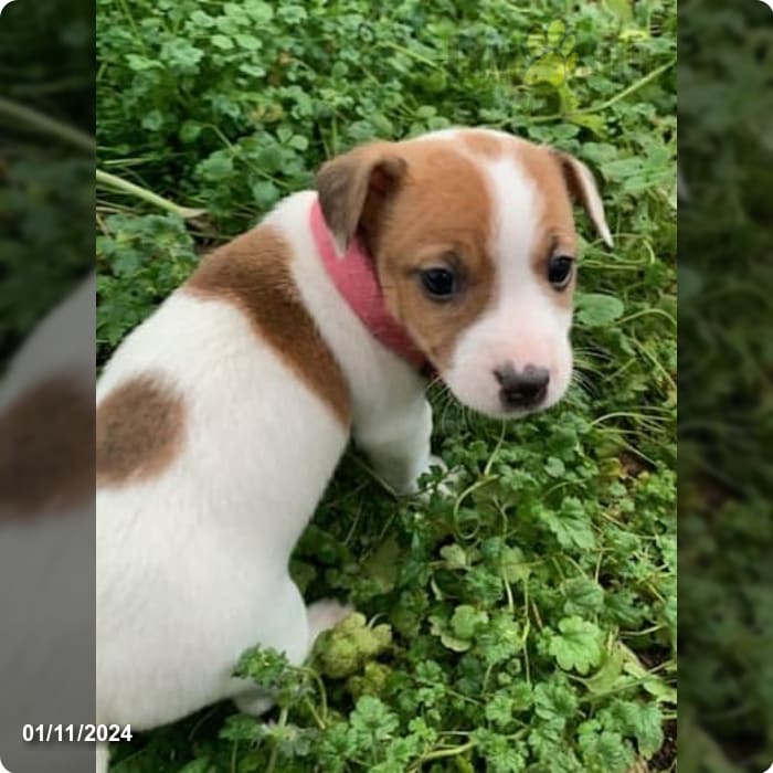 Lady - Jack Russell Terrier Puppy for Sale in HENDERSON, MD