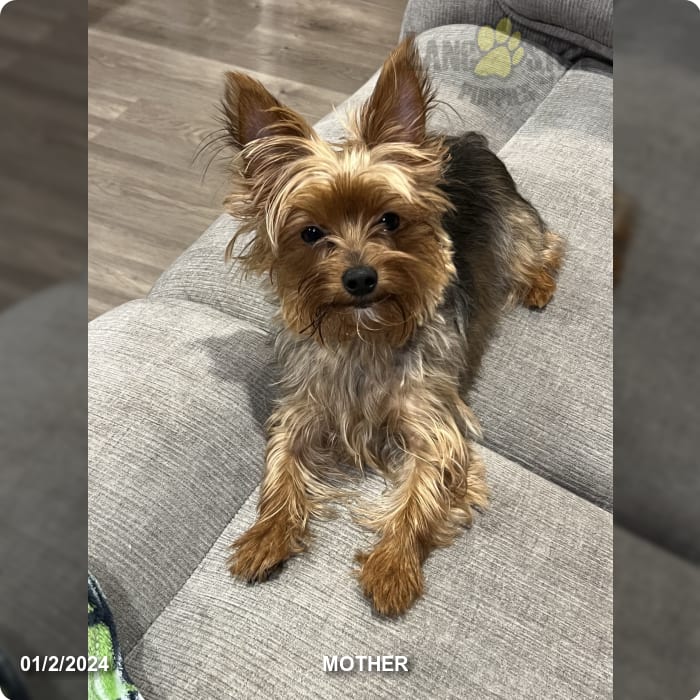 Remmy Yorkshire Terrier Puppy for Sale in Joppa, MD Lancaster Puppies