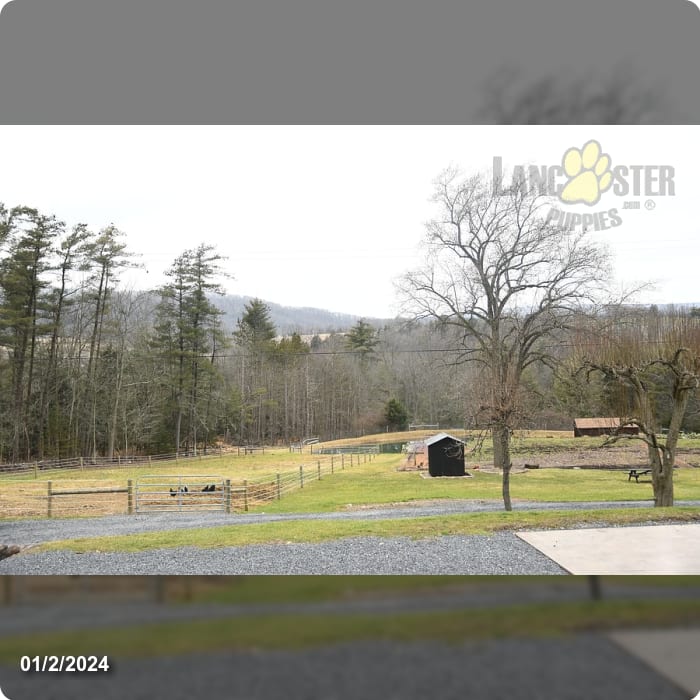Mountain Side Kennels Lancaster Puppies