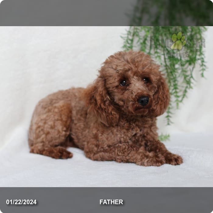 Cuddles - Goldendoodle Puppy for Sale in Ephrata, PA | Lancaster Puppies