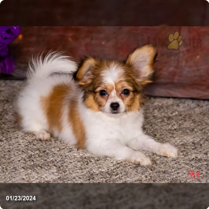 Little live pets papillon