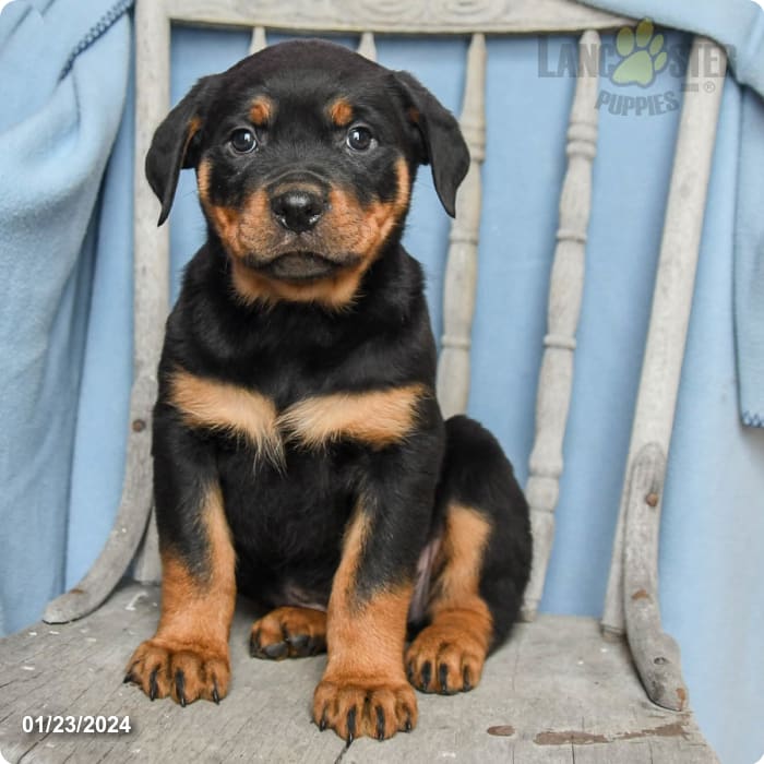 Jarvis Rottweiler Puppy for Sale in Myerstown, PA Lancaster Puppies