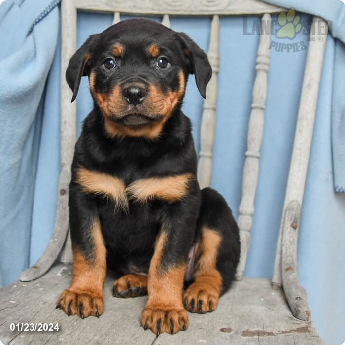 Jarvis - Rottweiler Puppy for Sale in Myerstown, PA | Lancaster Puppies