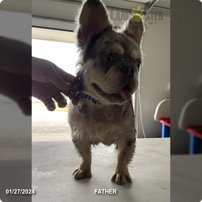 Baxter Shih Tzu and French Bulldog Hybrid Puppy for Sale in