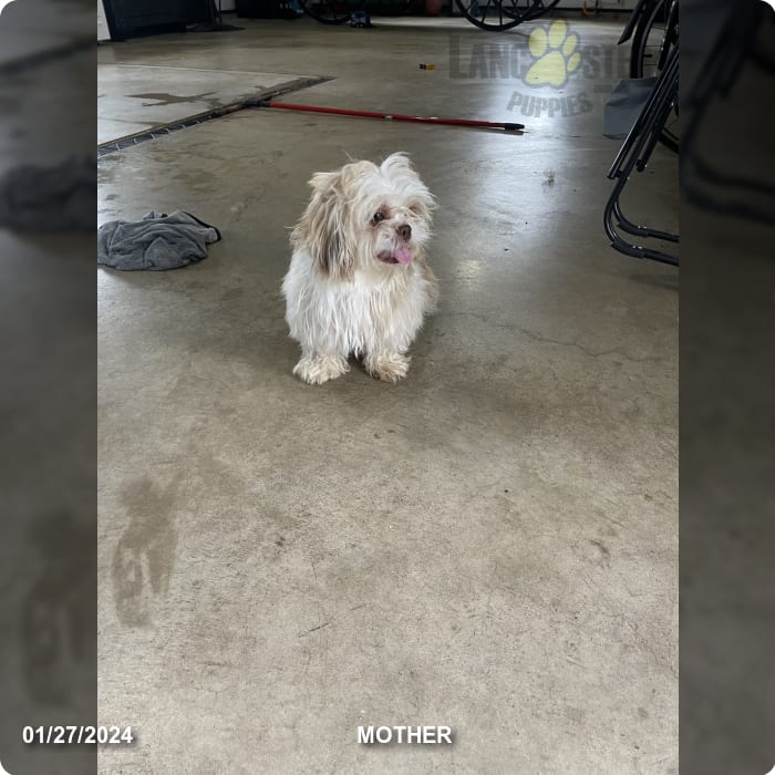 Baxter Shih Tzu and French Bulldog Hybrid Puppy for Sale in