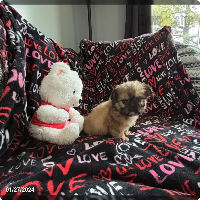 Baxter Shih Tzu and French Bulldog Hybrid Puppy for Sale in