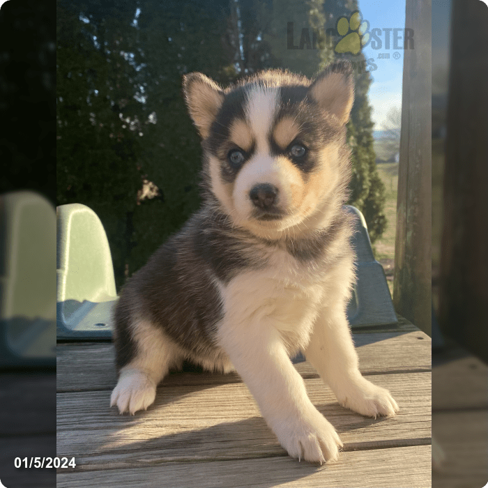 Stella Pomsky Puppy for Sale in Gordonville, PA Lancaster Puppies