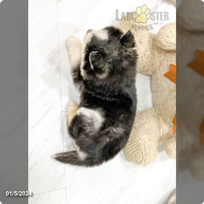 Stormy Pomsky Puppy for Sale in Millersburg, OH Lancaster Puppies