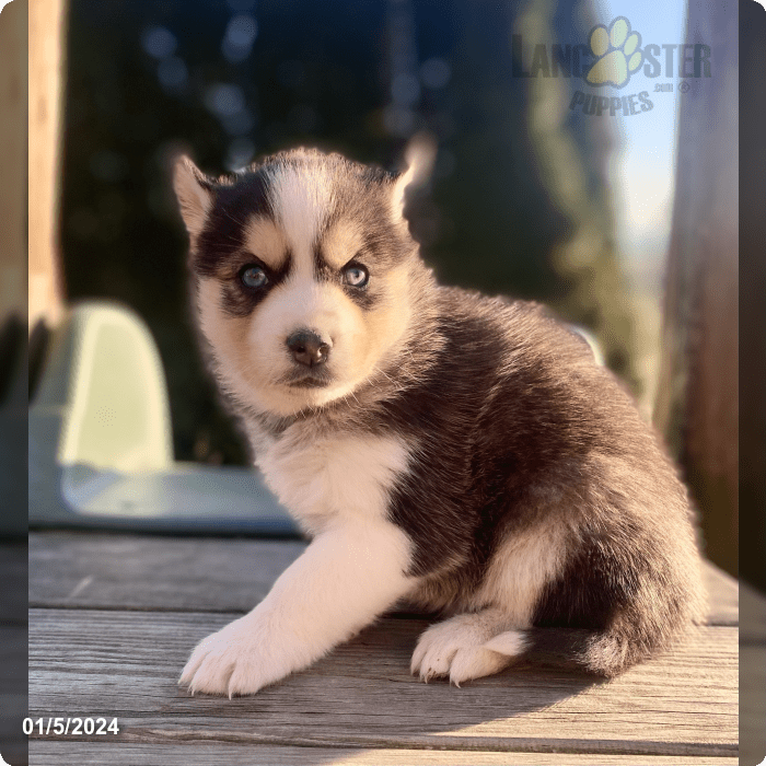 Stella Pomsky Puppy for Sale in Gordonville, PA Lancaster Puppies