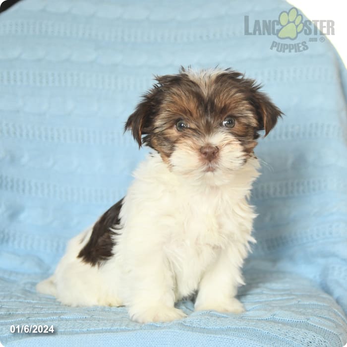 Dog, Yorkie on Lavender 48×58 Special