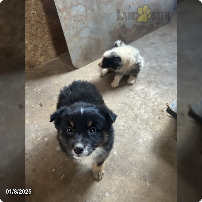 Frank Miniature Australian Shepherd Puppy for Sale in Allensville, PA