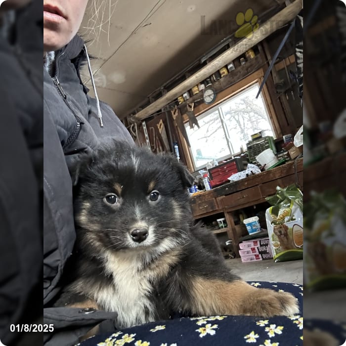 Frank Miniature Australian Shepherd Puppy for Sale in Allensville, PA