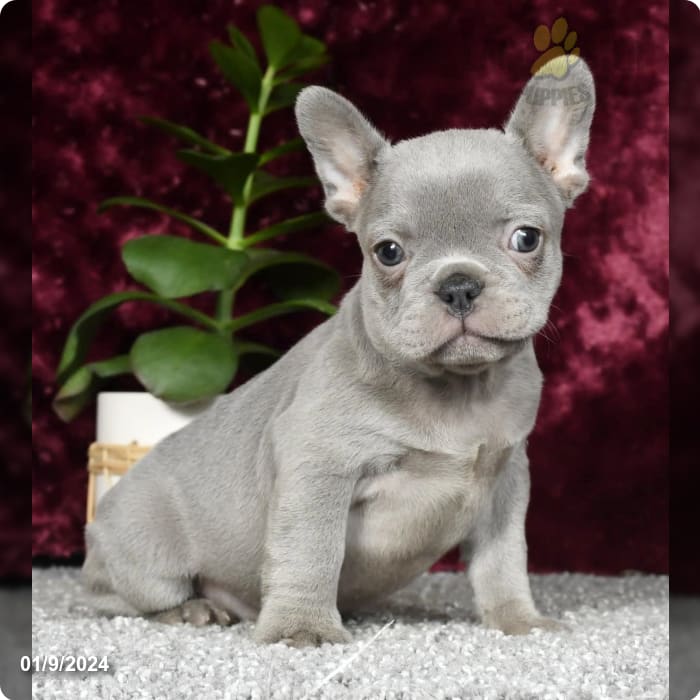 Violet - French Bulldog Puppy for Sale in Millersburg, OH | Lancaster ...