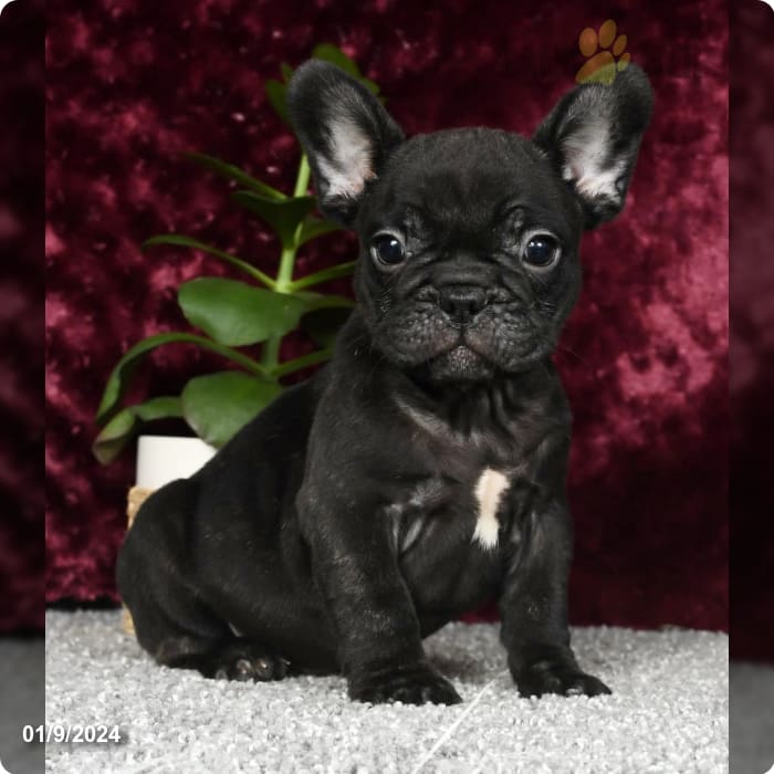 I am a cute French Bulldog puppy, looking for a home on