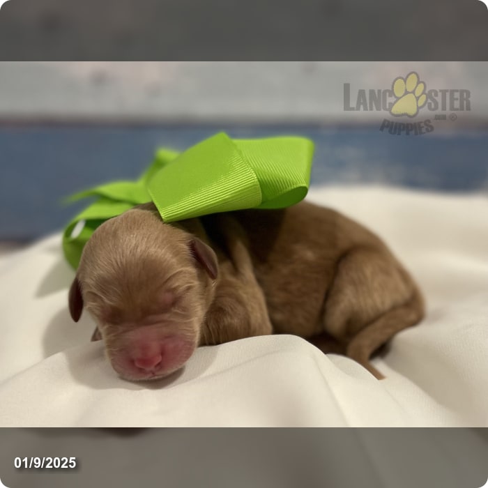 Moose Goldendoodle Puppy for Sale in Conroe, TX Lancaster Puppies