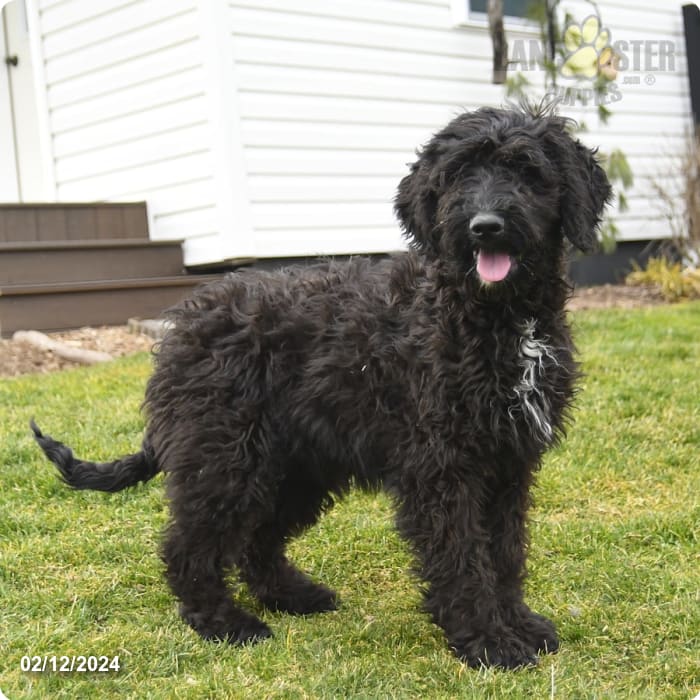 Wallflower German Shepherd and Poodle Standard Hybrid Puppy for Sale