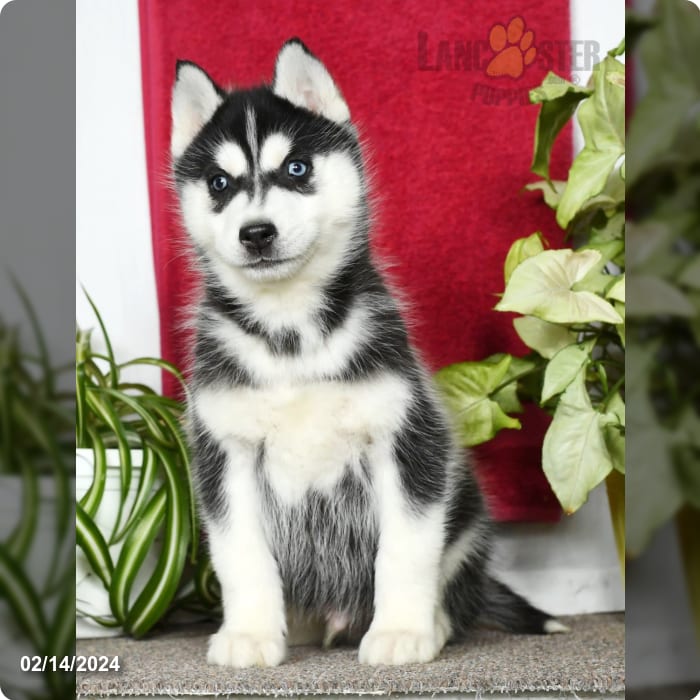 Siberian Husky Puppy red and white ID:2037 Located at Petland Lancaster,  Ohio