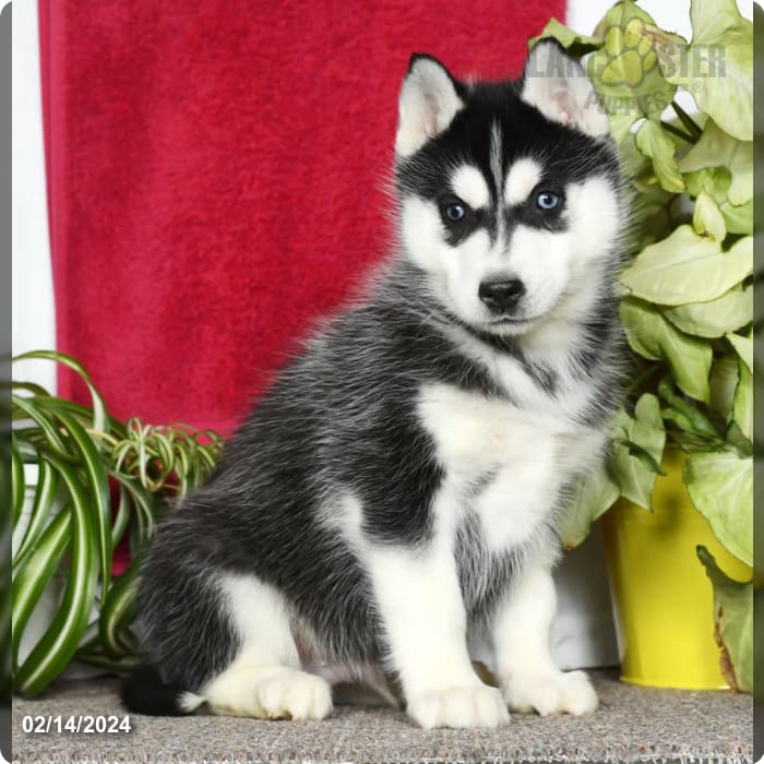 Siberian Husky Puppy red and white ID:2037 Located at Petland Lancaster,  Ohio