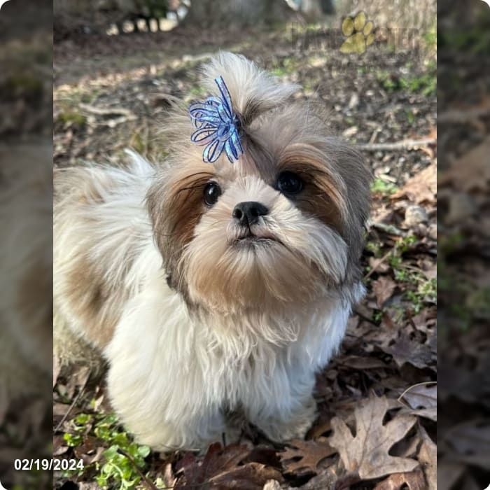 Shih Tzu dog profile (character, diet, care)