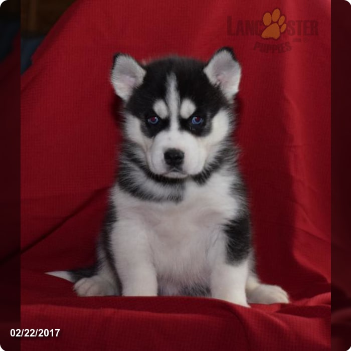 siberian mose Mose Weaver | Lancaster Puppies