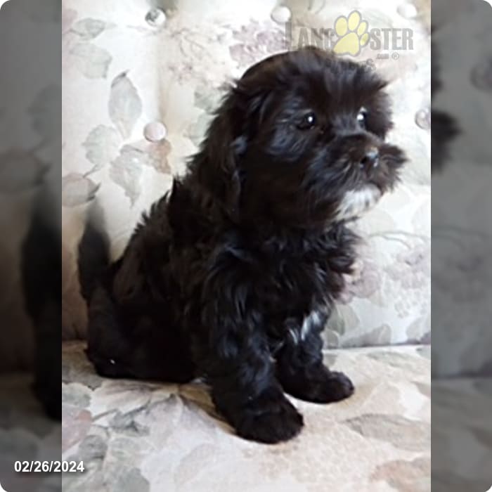 Kit Kat Havanese and Shih Tzu Hybrid Puppy for Sale in Stevens, PA