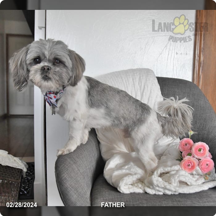 Sophie Schnauzer Miniature and Shih Tzu Hybrid Puppy for Sale in