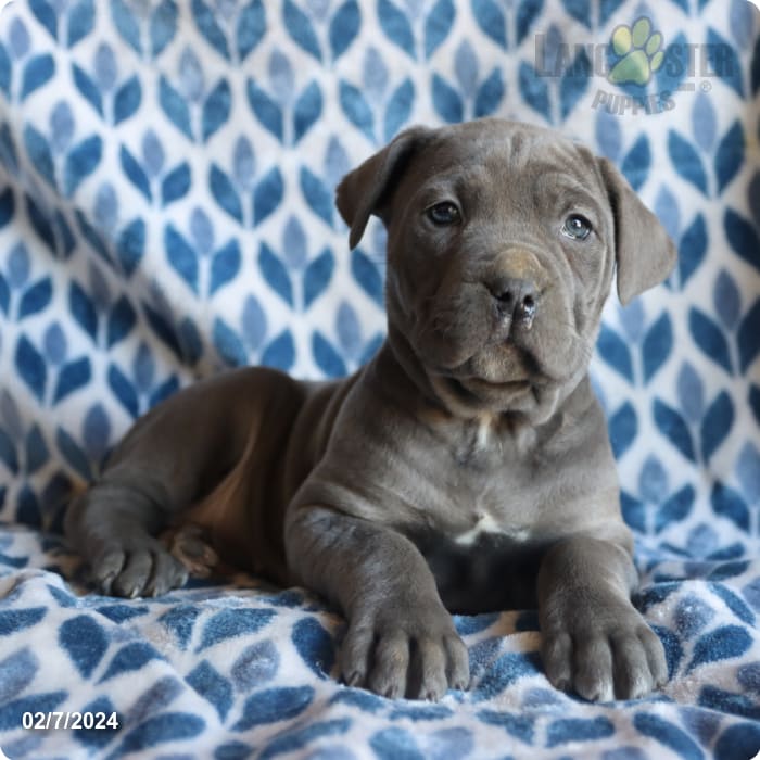 What Puppy Buyers Should Know About Cane Corso.