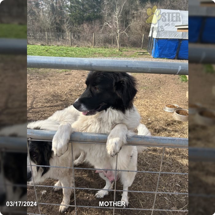 Kip Karakachan Puppy for Sale in Perkasie, PA Lancaster Puppies