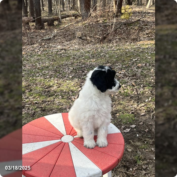 AussiePoo Umbrella AussiePoo Umbrella