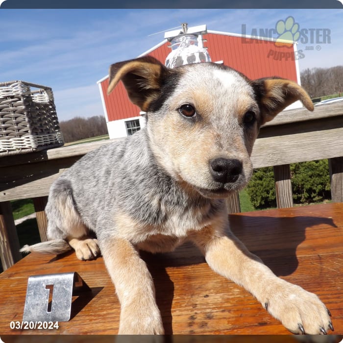 Casper - Australian Cattle Dog Puppy for Sale in Kokomo, IN | Lancaster ...