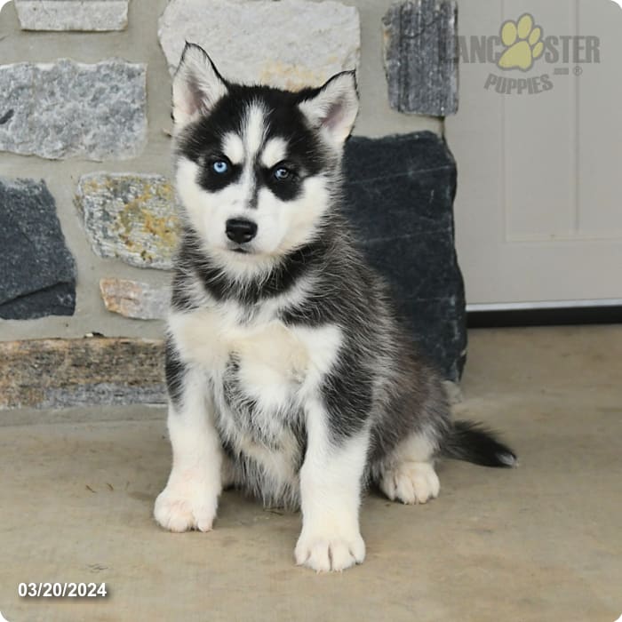 Jasper Alaskan Malamute and Siberian Husky Hybrid Puppy for Sale in