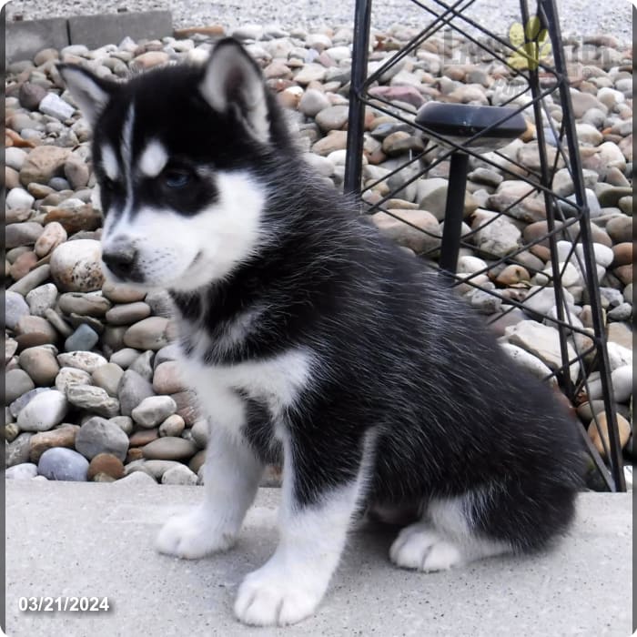 Buy Togo Siberian Husky Dog 8X10 Photo Picture Image Nome Alaska