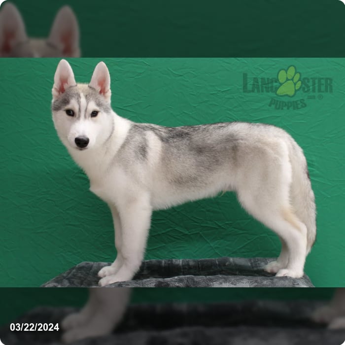 Siberian Husky Puppy red and white ID:2037 Located at Petland Lancaster,  Ohio