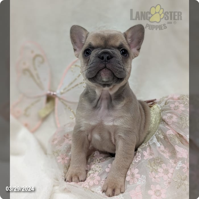 Ava french bulldog food 12kg clearance