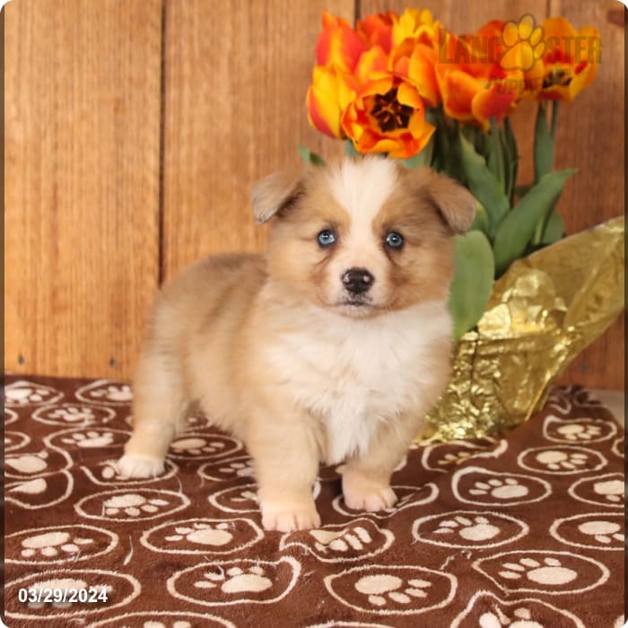 April Welsh (Pembroke) and Australian (American) Shepherd Miniature Hybrid Puppy for