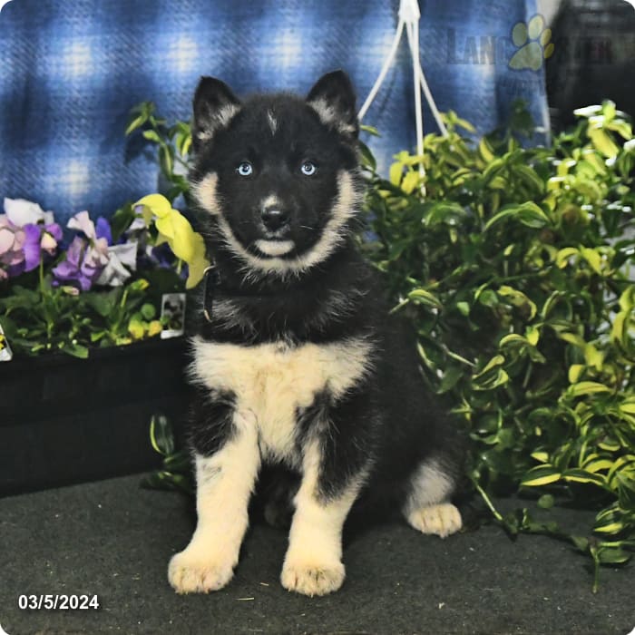 Maya Gerberian Shepsky Puppy for Sale in Atglen, PA Lancaster Puppies